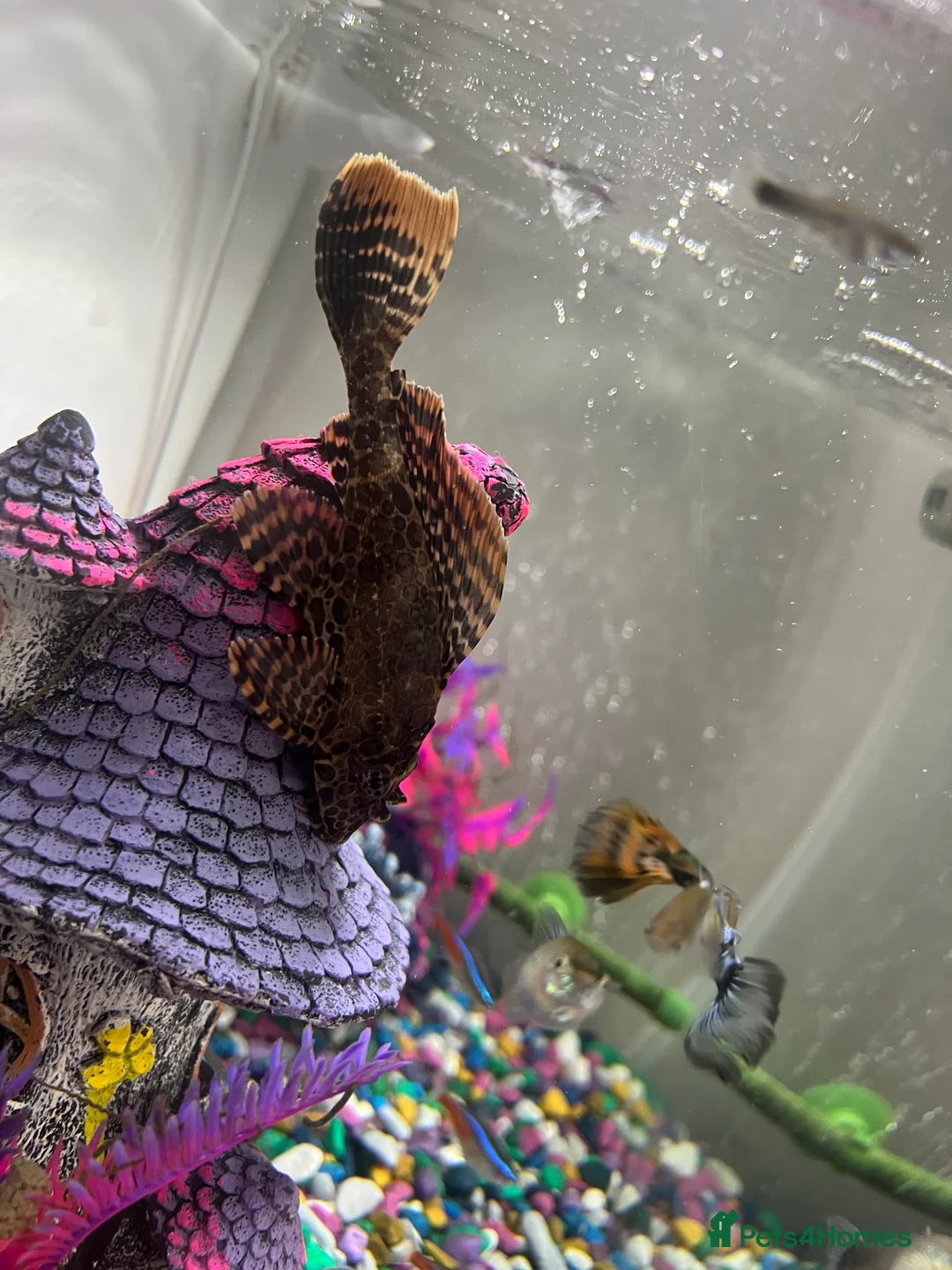 Plecos fish for sale: Large pleco 14cm  - Advert 1