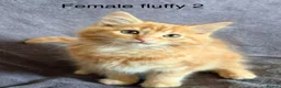 Mixed Breed cats for sale: Ginger kittens - Advert 3