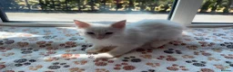 Ragdoll cats for sale: Ragdolls ready for new homes  - Advert 6
