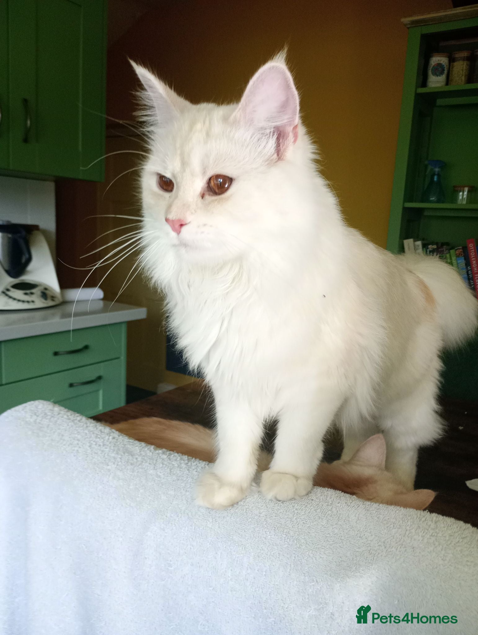 Maine Coon cats 8 month old kitten  - Advert 1