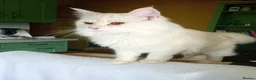 Maine Coon cats for sale: 8 month old kitten  in Trowbridge - Advert 1