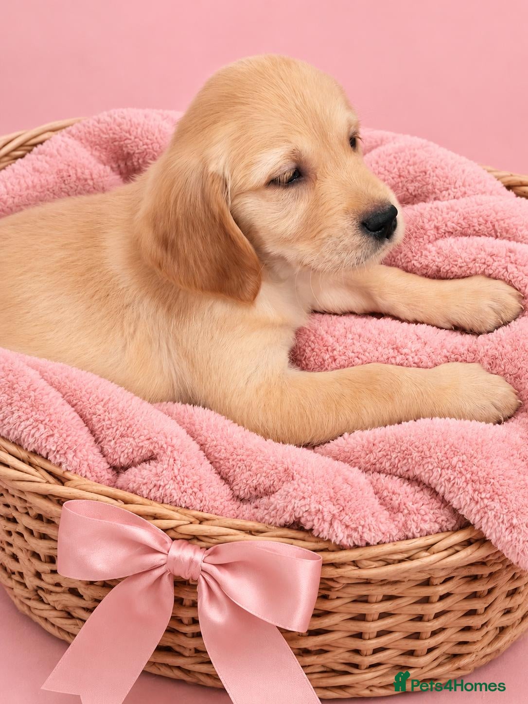 Golden Retriever dogs HEALTH TESTED PARENTS 3 girls Golden retrievers  - Advert 2