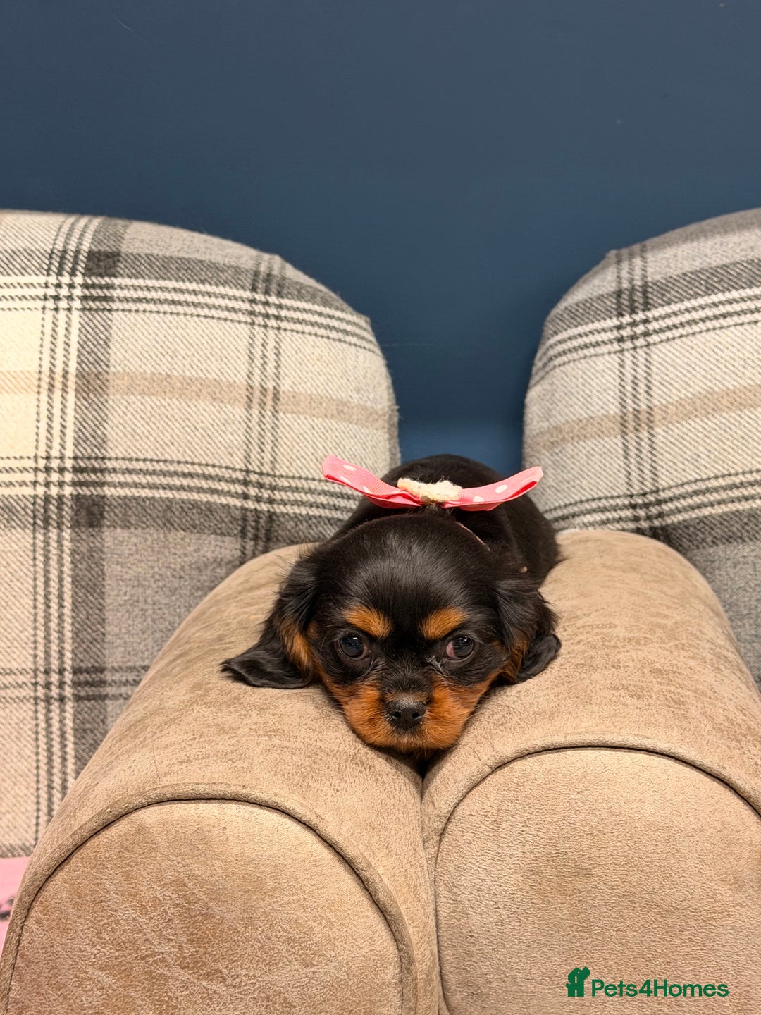Cavalier King Charles Spaniel dogs for sale: 🐶 Beautiful Cavalier King Charles  Puppies 🐶 - Advert 3