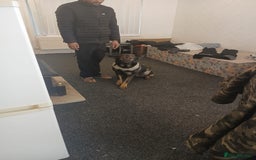 Belgian Shepherd Dog dogs for sale: Coco a belgian shepherd dog - Image 2