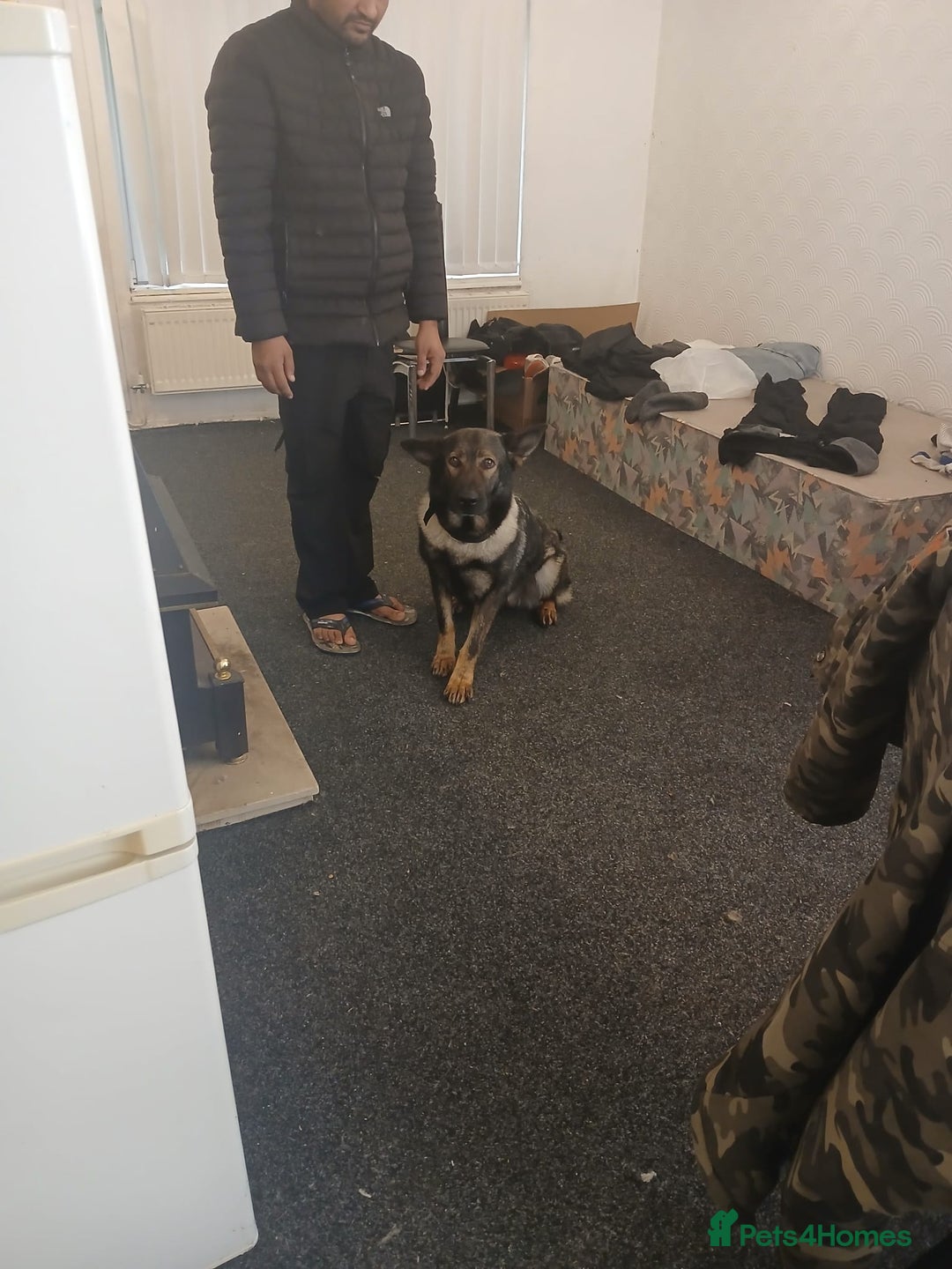 Belgian Shepherd Dog dogs for sale: Coco a belgian shepherd dog - Image 2