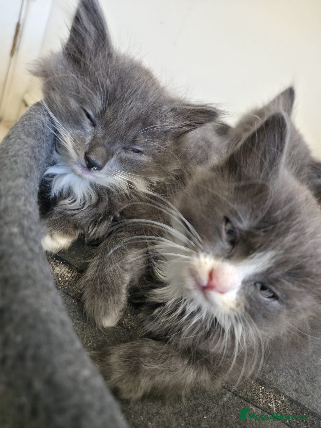 Mixed Breed cats for sale: 5 cute blue and blue&white long-haired kittens - Image 5