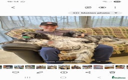 English Setter dogs for adoption: Evo and Rock - Image 4