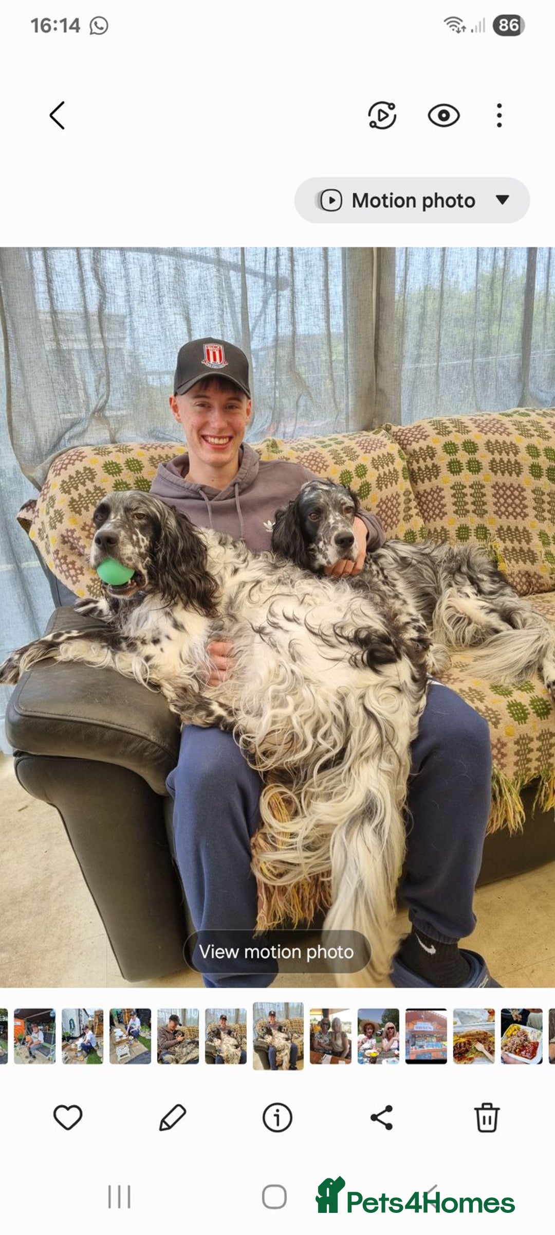 English Setter dogs for adoption: Evo and Rock - Image 4