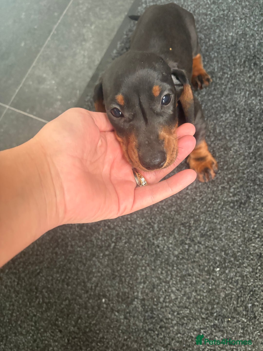 Miniature Dachshund dogs for sale: Beautiful babies ready for there5⭐️ home - Advert 8
