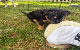 Jack Russell dogs for sale: Gorgeous Jack Russell Puppies - Image 17