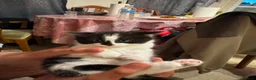 Mixed Breed cats for sale: 4 adorable kittens - Advert 13