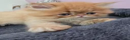 Exotic cats for sale: GCCF Registered Exotic kittens - Advert 5