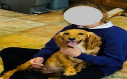 Cocker Spaniel dogs for sale: Cocker spaniel puppies for sale - Image 4