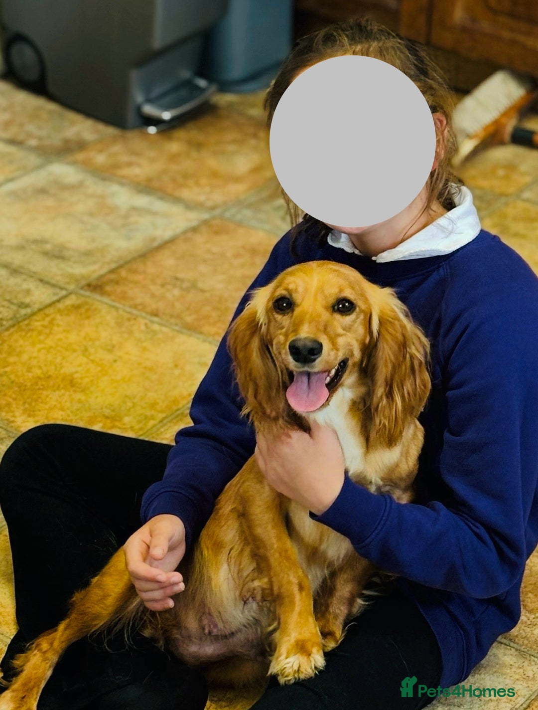 Cocker Spaniel dogs for sale: Cocker spaniel puppies for sale - Image 4