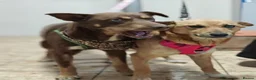 Mixed Breed dogs for adoption: 💙🐶 KAI & ❤️🐶 GERDA– LIKE IN A FAIRY TALE in Burton-on-Trent - Advert 11