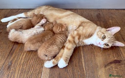 British Shorthair cats for sale: STUNNING 🤩 British Shorthair Queen 👑 litter  - Image 6
