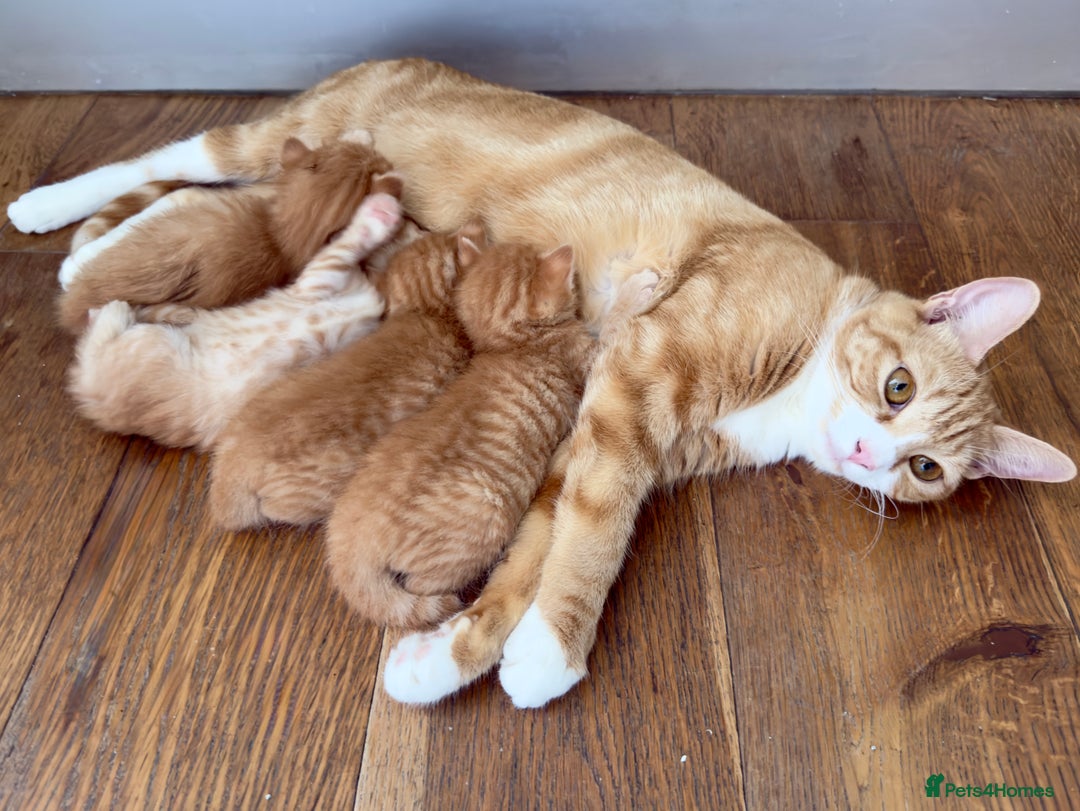 British Shorthair cats for sale: STUNNING 🤩 British Shorthair Queen 👑 litter  - Image 6
