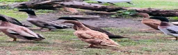 Ducks poultry for sale: Stunning Runner Ducks for sale in Eye - Advert 4