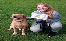 Labrador Retriever dogs for stud: Proven Health tested Lab Stud  in Chesterfield - Image 4