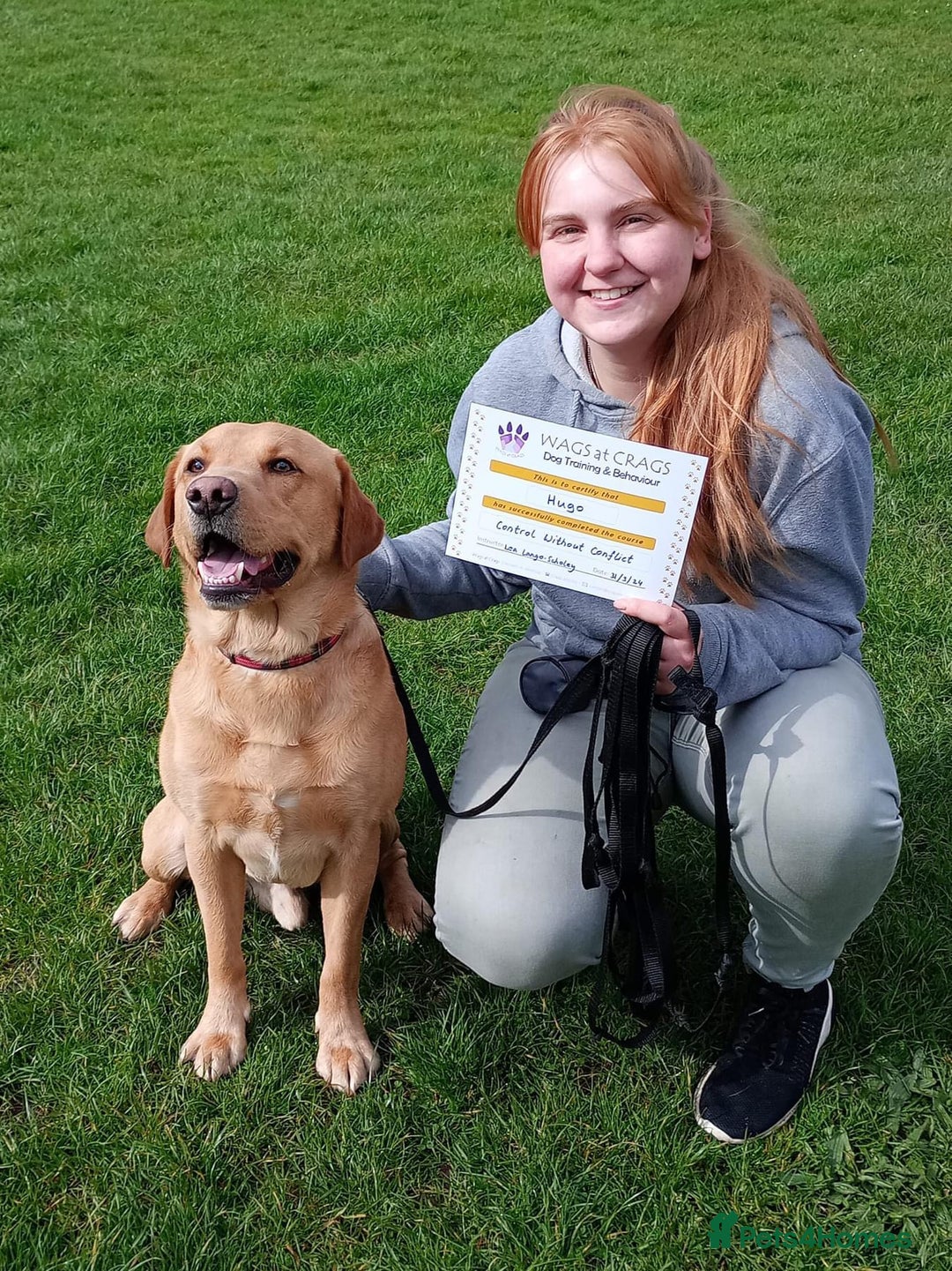 Labrador Retriever dogs for stud: Proven Health tested Lab Stud  in Chesterfield - Image 4