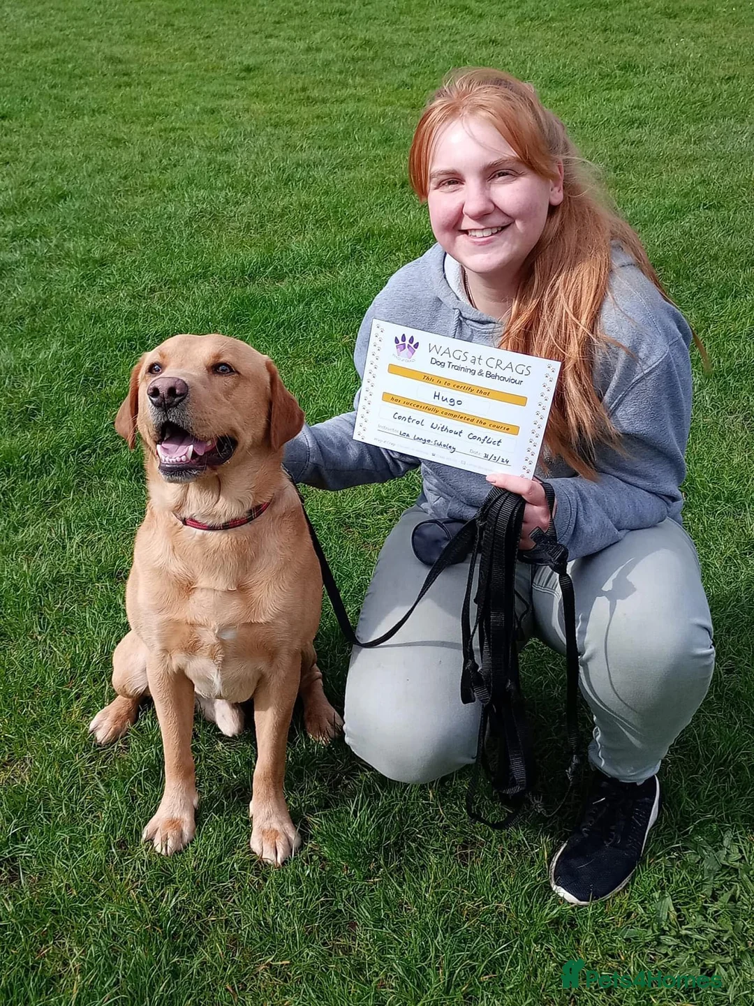 Labrador Retriever dogs for stud: Proven Health tested Lab Stud  in Chesterfield - Advert 4