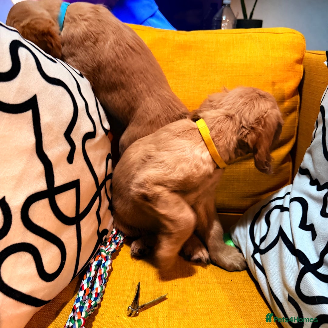 Cocker Spaniel dogs for sale: 7 Stunning Cocker Spaniel Puppies - Advert 21