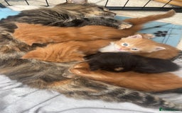 Maine Coon cats for sale: Maine Coon Kittens  - Image 2