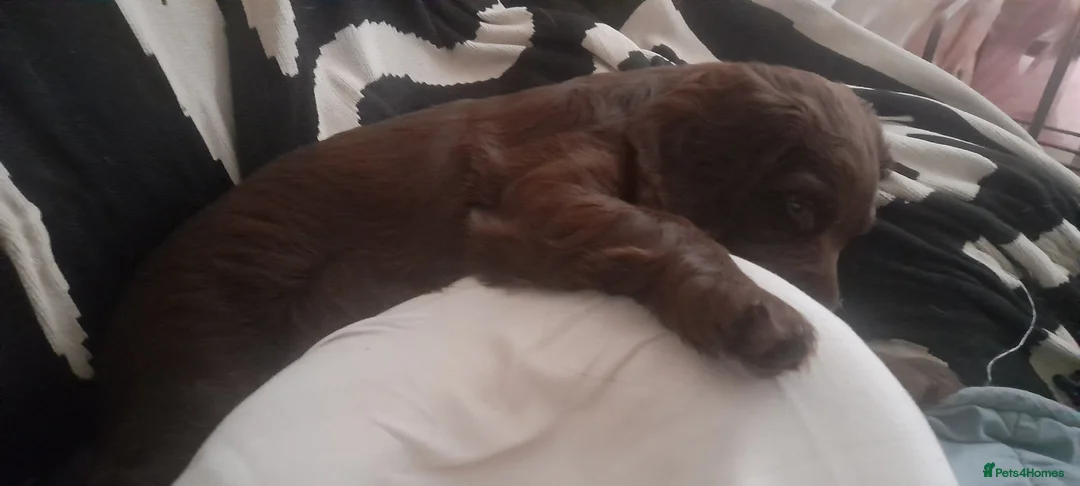 Sprocker dogs for sale: Beautiful Chocolate Sprocker  - Advert 7