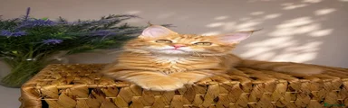 Maine Coon Kitten 1