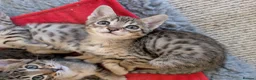 Savannah cats for sale: Stunning, affectionate, TICA f5sbt Savannahs - Advert 6