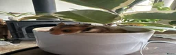 Hamster rodents for sale: Syrian hamster babies - Advert 13