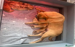 Labrador Retriever dogs for sale: KC Labrador puppies  in Morpeth - Image 10