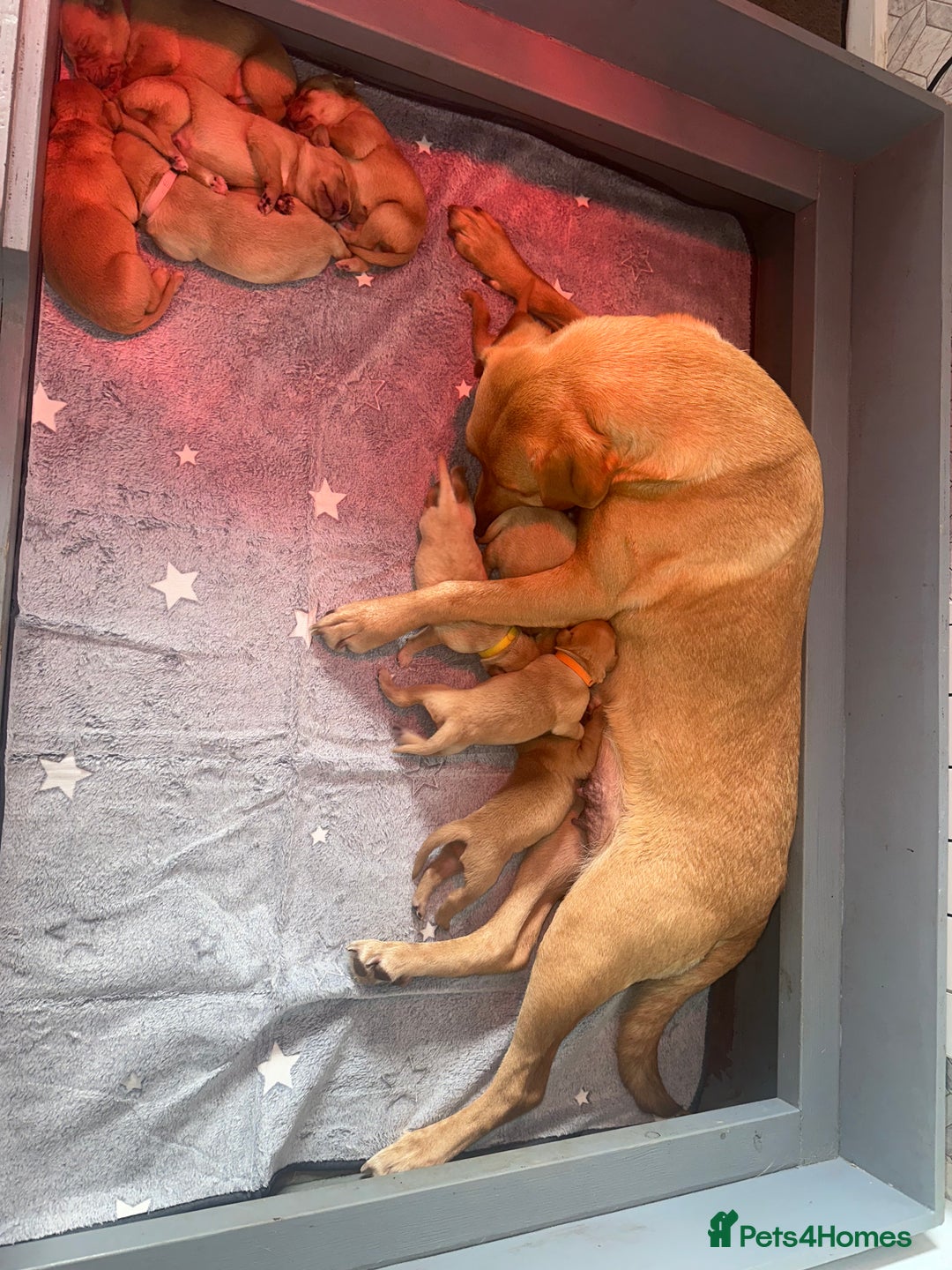 Labrador Retriever dogs for sale: KC Labrador puppies  in Morpeth - Image 10