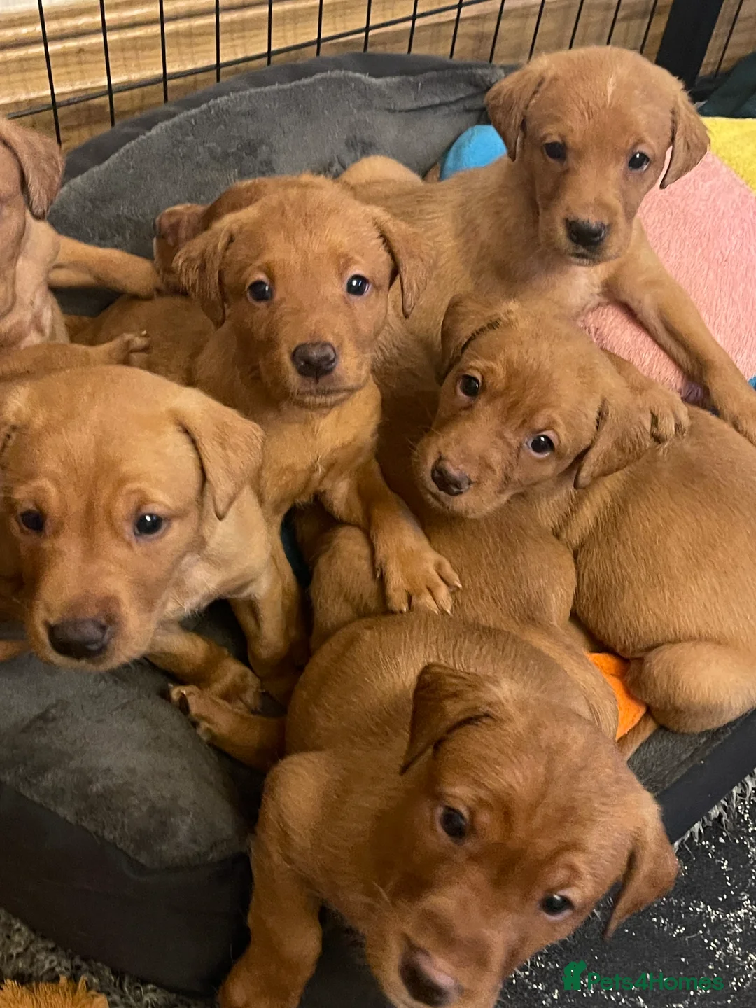 Labrador Retriever dogs for sale: Exceptional Quality KC Fox Red Labrador puppies - Advert 17