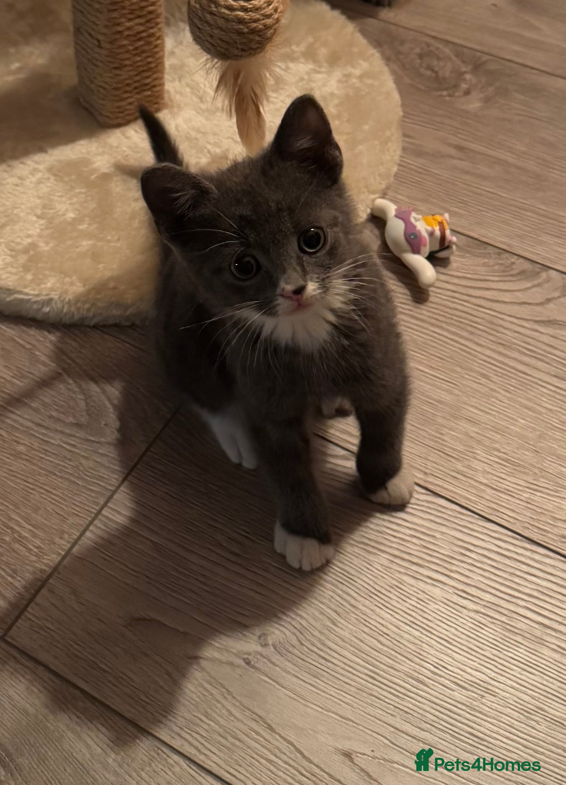 Mixed Breed cats British short haired/mixed kitten for sale  - Advert 4