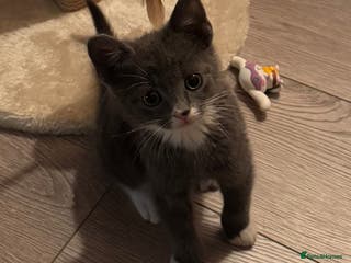 Mixed Breed cats British short haired/mixed kitten for sale - Advert 1