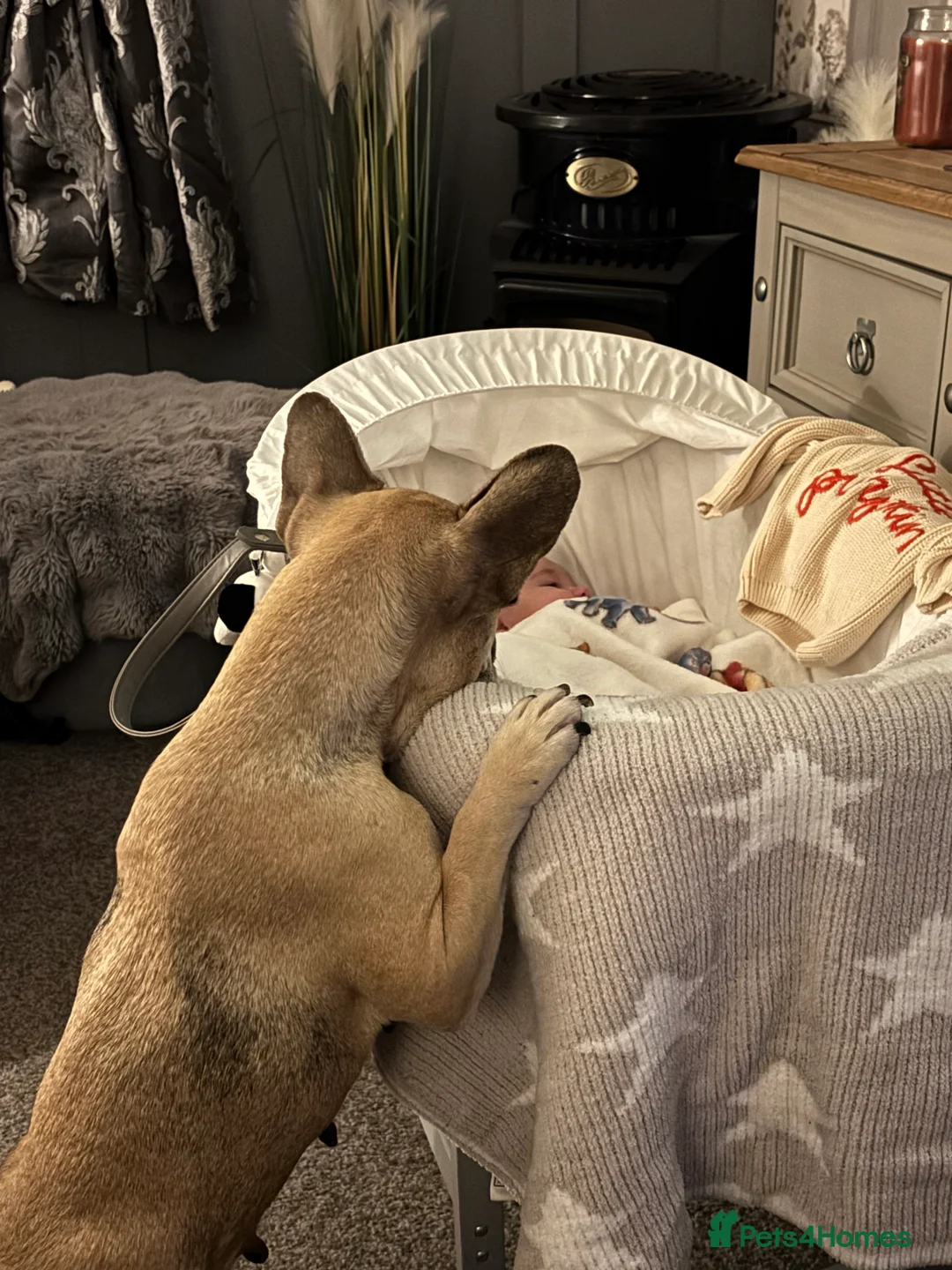 French Bulldog dogs for sale: French bulldog female  - Advert 6