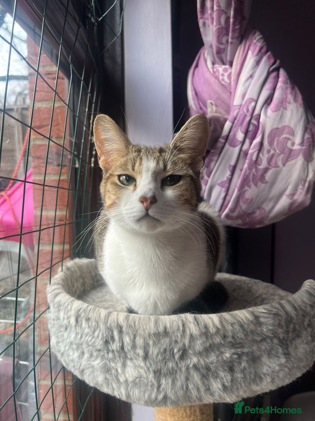 Mixed Breed cats for adoption: Honey - Advert 1