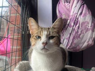 Mixed Breed cats Honey - Advert 1