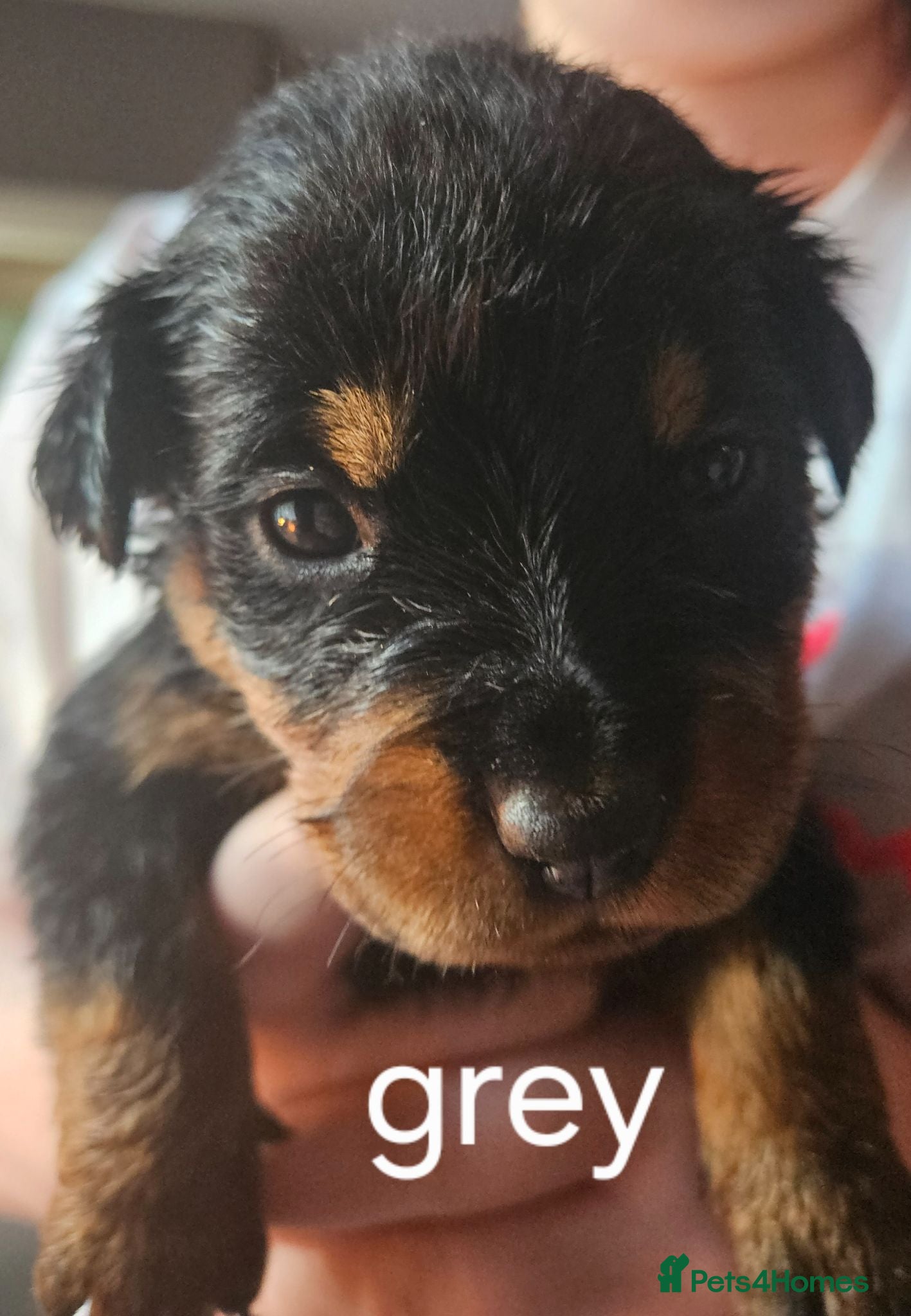 Rottweiler dogs Last female rottweiler pup need forever homes - Advert 1