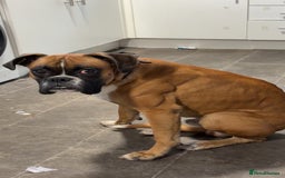 Boxer dogs for sale: Male boxer  - Image 2