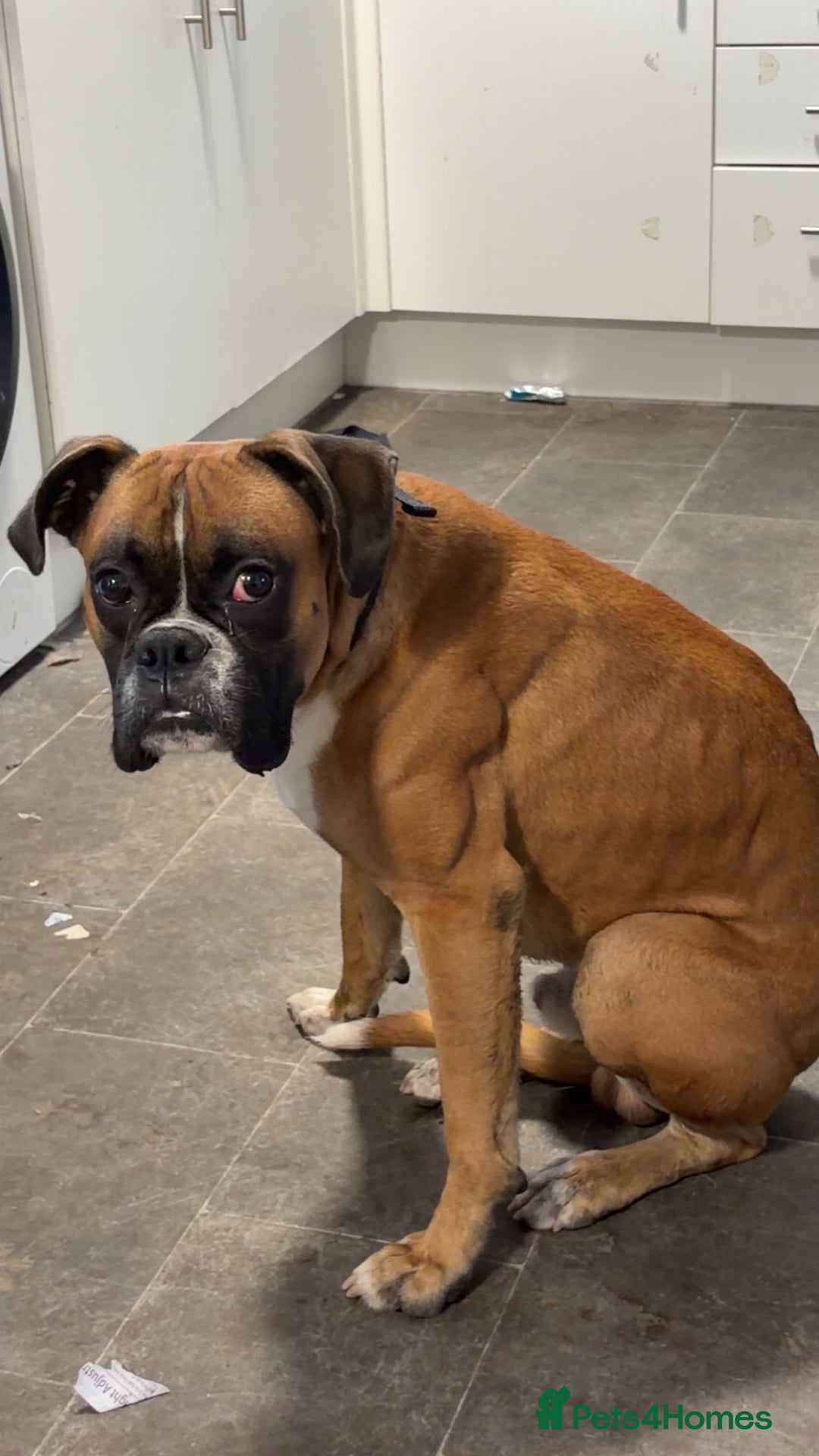 Boxer dogs for sale: Male boxer  - Image 2
