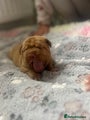 Dogue De Bordeaux Puppy 3