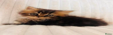 Persian 3