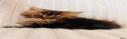 Persian cats for sale: Gorgeous Persian Kittens  - Advert 15