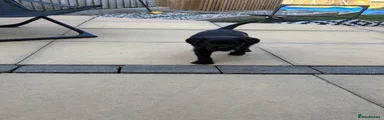 Puppy