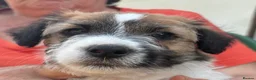 Jack Russell dogs for sale: Lovely Pedigree Jack Russell Terrier Puppies  - Advert 4