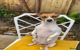 Jack Russell dogs for stud: Looking for a girlfriend  - Image 8