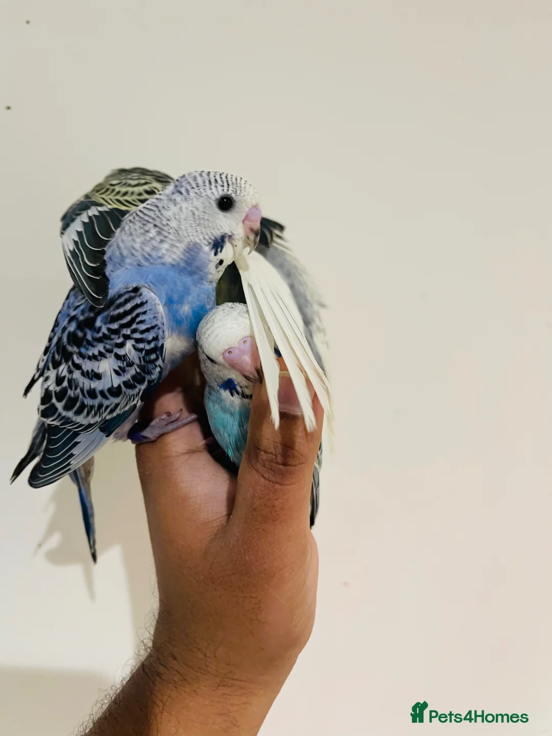 Budgerigars birds for sale: Hand reared budgies for sale  - Advert 2