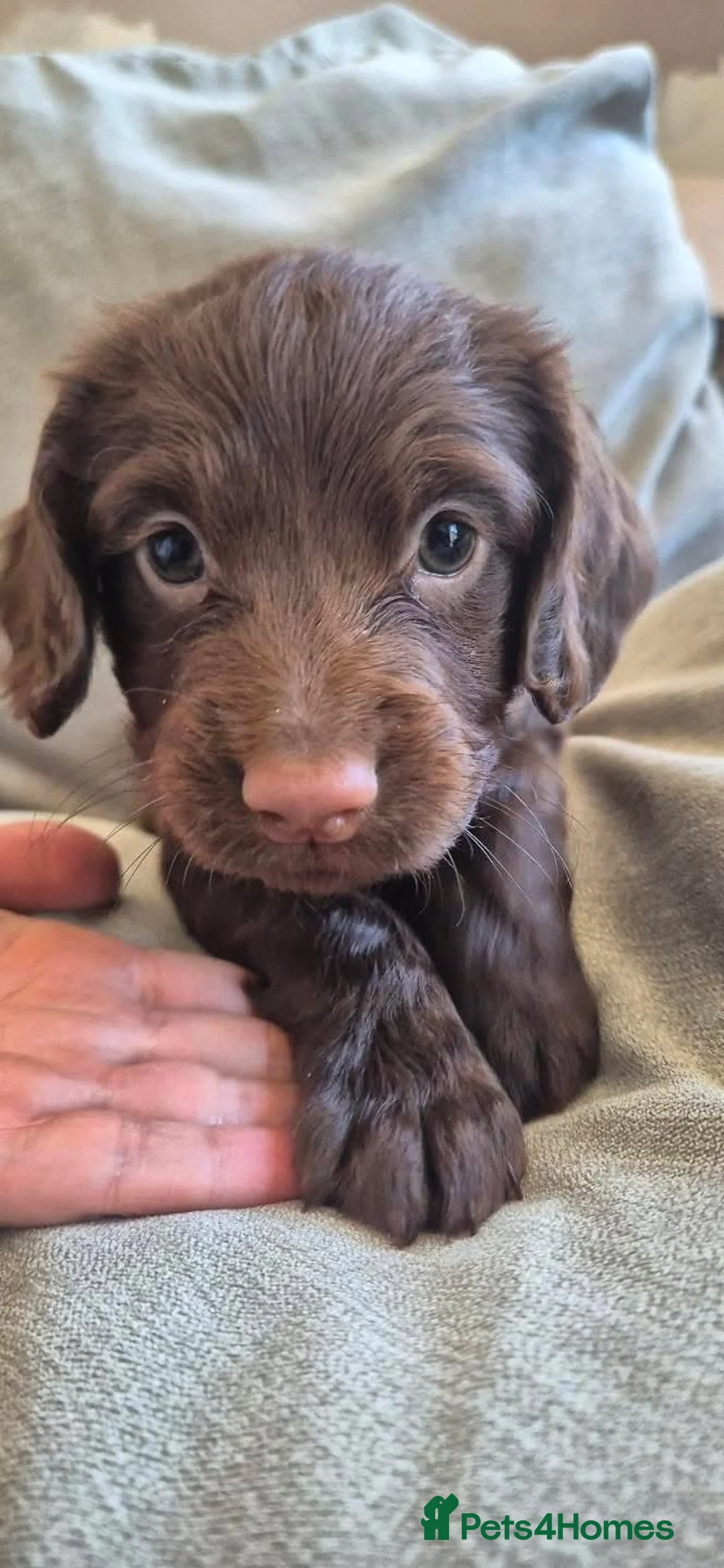 Cocker Spaniel dogs for sale: chocolate cocker spaniel girl  - Advert 1